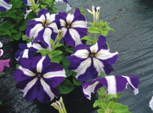 Petunia-vyrashivanie-iz-semyan-v-domashnih-usloviyah-z