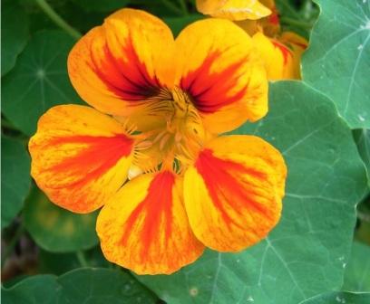 Настурция большая посадка и уход Tropaeolum majus