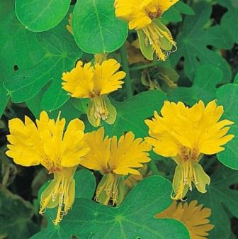 Настурция иноземная посадка и уход Tropaeolum peregrinum