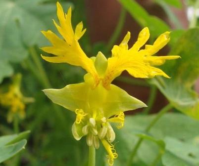 Tropaeolum peregrinum