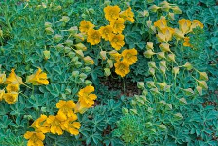 Настурция многолистная посадка и уход Tropaeolum polyphyllum