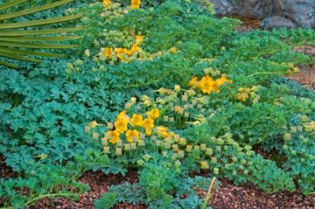 Tropaeolum polyphyllum