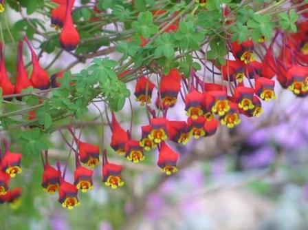 Настурция трехцветная уход Tropaeolum tricolor