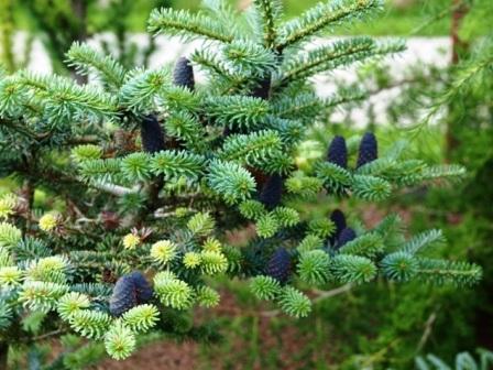 Abies koreana 'Blue Magic'