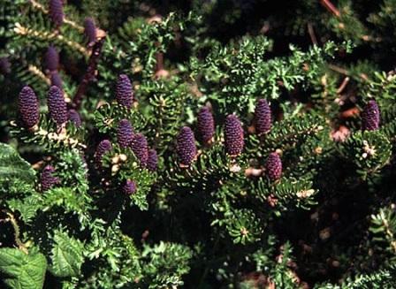 Abies koreana 'Brevifolia'
