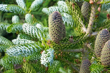 Abies koreana 'Silberlocke'