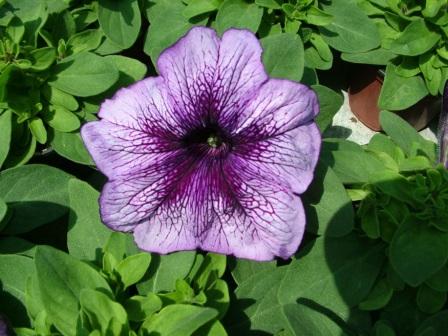 Petunia .grandiflora 'Plum Crystals'