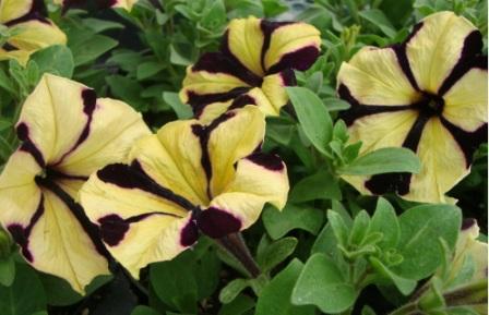 Petunia Floribunda 'Queen Bee'