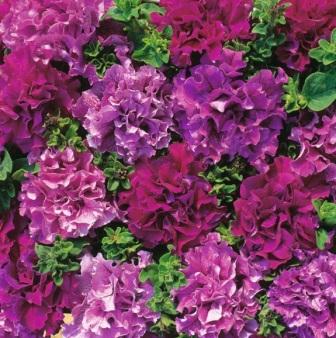 Petunia grandiflora 'Double Cascade Burgundy Plum Vein'