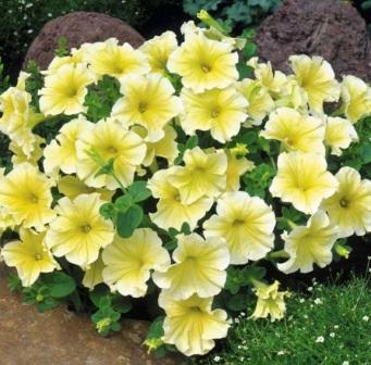 Petunia grandiflora 'Limoncello'