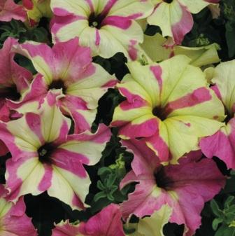 Petunia grandiflora 'Sophistica Lime Bicolour'