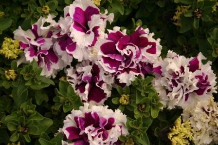 Petunia multiflora 'Cherry Tart'