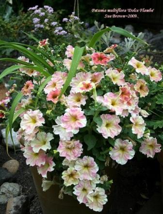 Petunia multiflora 'Dolce Flambe'