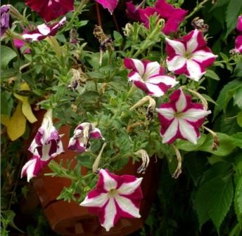 Petunia multiflora 'Hurrah Red Star'