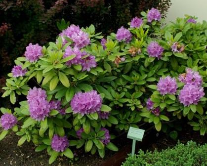 Rhododendron Catawbiense 'Boursault'