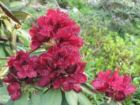 Rhododendron brachycarpum 'Hellikki'