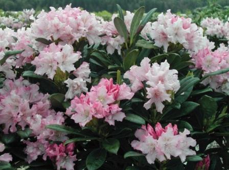 Rhododendron brachycarpum 'Pohjohla's Daughter'