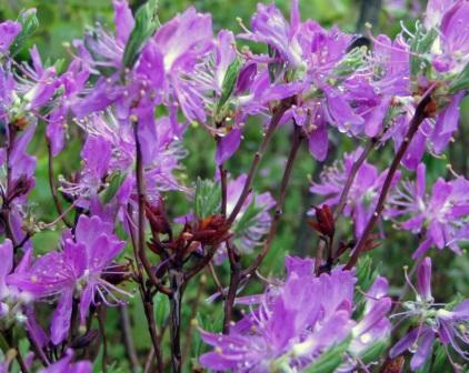 Rhododendron canadense