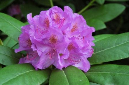 Rhododendron catawbiense 'Grandiflorum'