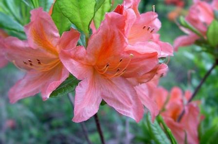 Rhododendron japonicum