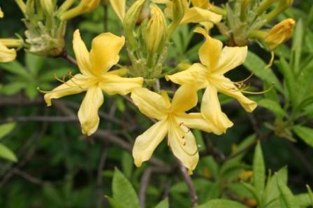 Rhododendron luteum