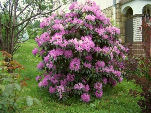 Rhododendron-morozoustoichivye-sorta-z1
