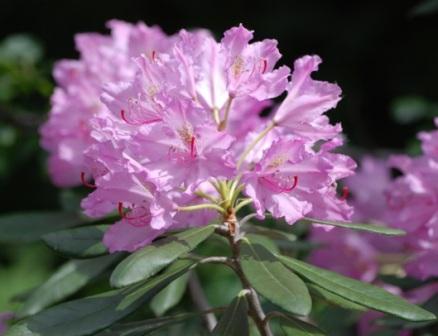 Rhododendron smirnowii