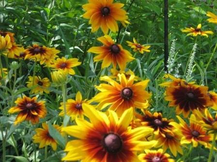 Rudbeckia hybrida 'Gloriosa Desy' посадка и уход Rudbeckia hybrida 'Gloriosa Desy'
