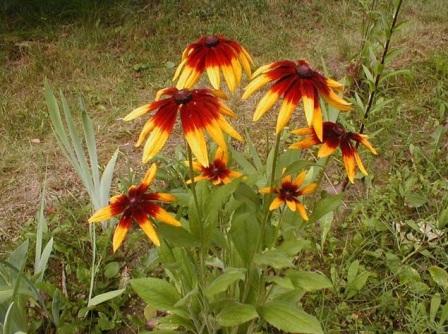 Rudbeckia x hybrida посадка и уход Rudbeckia x hybrida