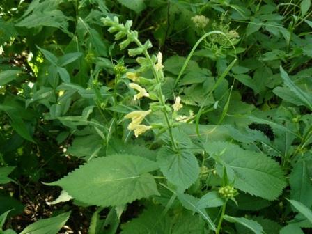 Salvia glutinosa