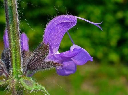 Salvia pratensis