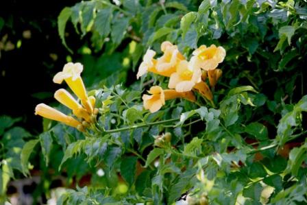 Campsis radicans уход фото Campsis radicans foto