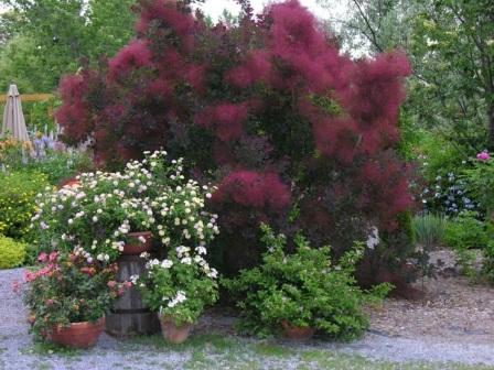 Cotinus coggygria 'Royal purple'