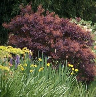 Cotinus coggygria 'Rubrifolius'