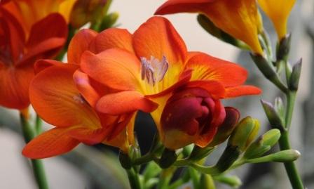 Freesia 'Bois de Jasmin' выращивание и уход в открытом грунте Freesia 'Bois de Jasmin'