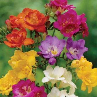 Freesia 'Crown Jewels Mixed' выращивание и уход в открытом грунте Freesia 'Crown Jewels Mixed'