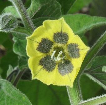 Physalis peruviana