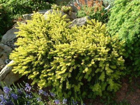 Taxus baccata 'Adpressa Aurea' уход Taxus baccata 'Adpressa Aurea'