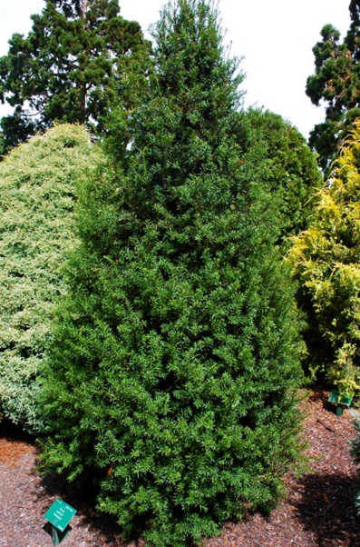 Taxus baccata 'Overeynder' уход Taxus baccata 'Overeynder'