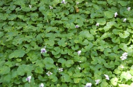 Viola hederacea посадка и уход