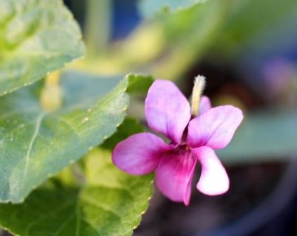 Viola odorata 'Rosina'