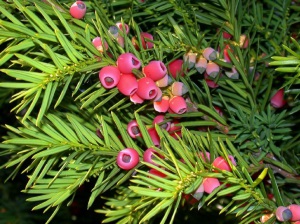tiss-yagodnyi-posadka-i-uhod-z