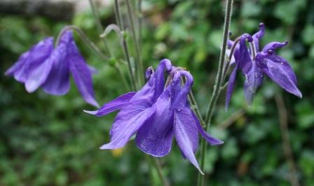 Aquilegia alpina
