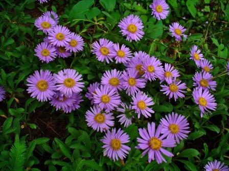 Астра альпийская уход в открытом грунте Aster alpinus