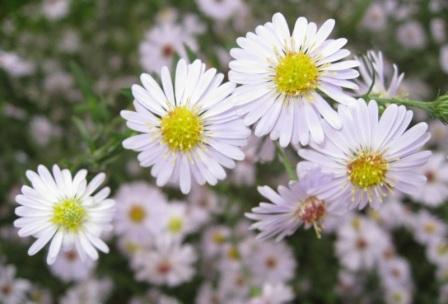 Астры вересковые уход и посадка в открытом грунте Aster ericoides
