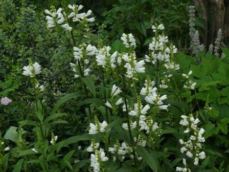 Physostegia virginiana 'Summer Snow' фото Physostegia virginiana 'Summer Snow'