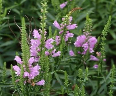 Physostegia virginiana 'Vivid' фото Physostegia virginiana 'Vivid'
