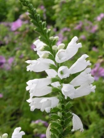 Physostegia virginiana alba фото Physostegia virginiana alba