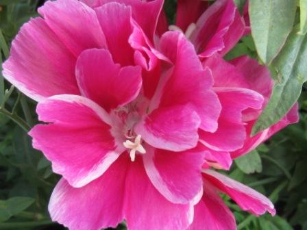 Godetia grandiflora 'Meteor'