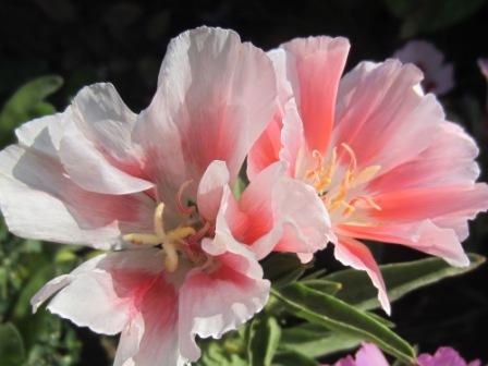 Godetia grandiflora 'Sybil Sherwood'